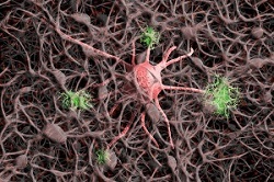 nerve-cell.jpg